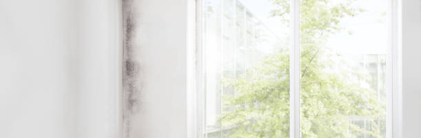 Best Post-Construction Mold Inspection  in Bigfork, MT