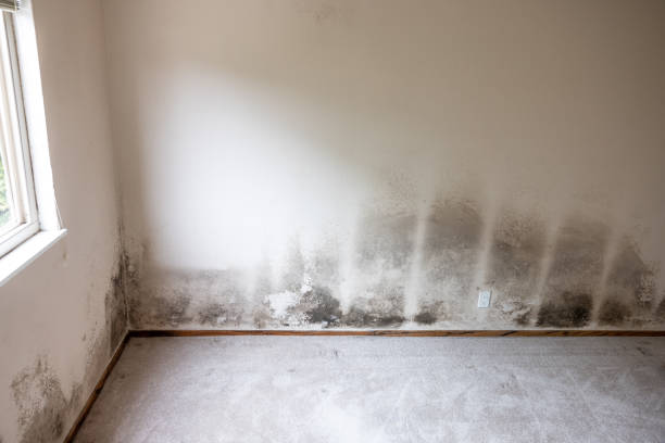 Best Dehumidification Services  in Bigfork, MT